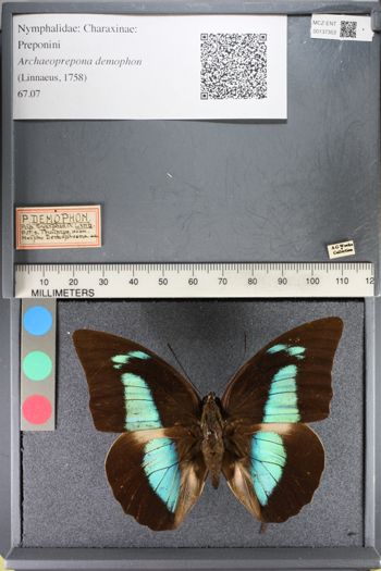 Media type: image;   Entomology 137353